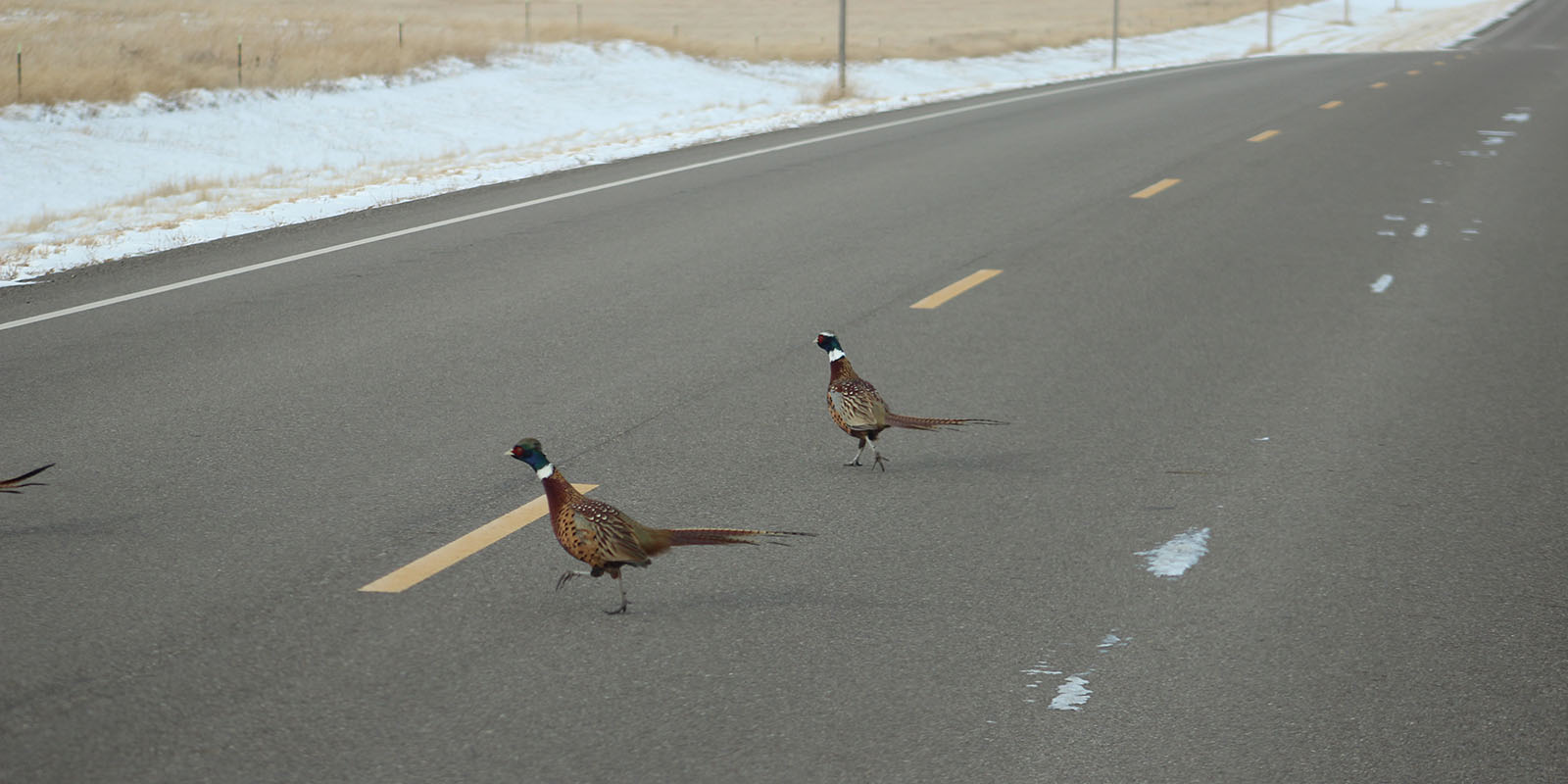 Roosters on Winter Hwy